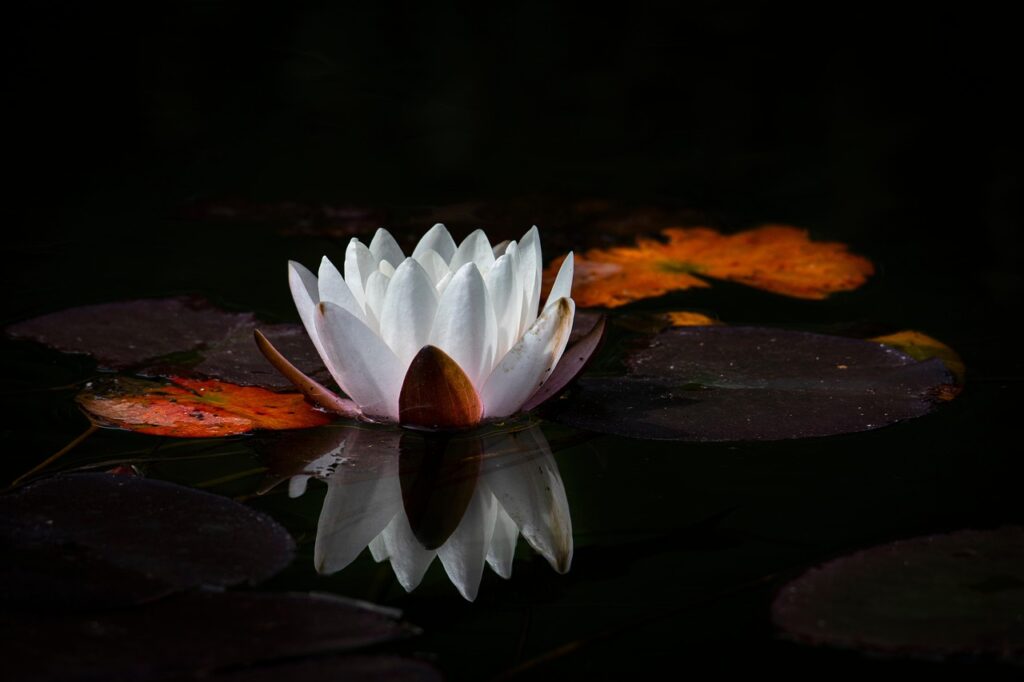 flower, flower background, beautiful flowers, flower wallpaper, lotus, pond, white flower, nature, water lily, reflection, meditation, zen